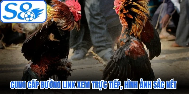 Cung cấp đường link xem trực tiếp, hình ảnh sắc nét toàn diện Cung cấp đường link xem trực tiếp, hình ảnh sắc nét toàn diện